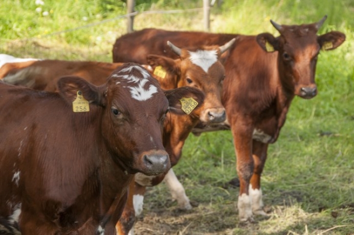 5 ways to make the most of manure